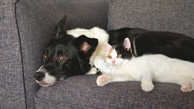 CROQUETTES ASSURANCE