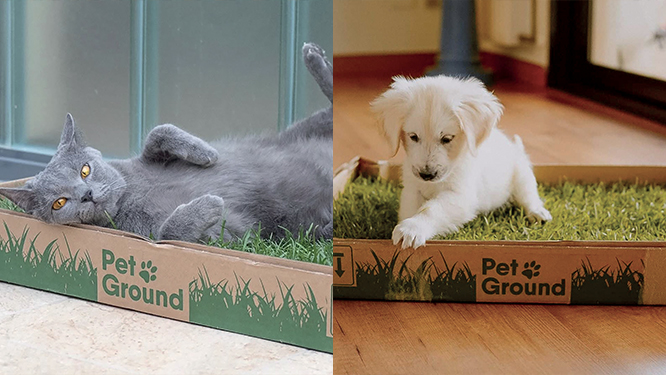 PetGround